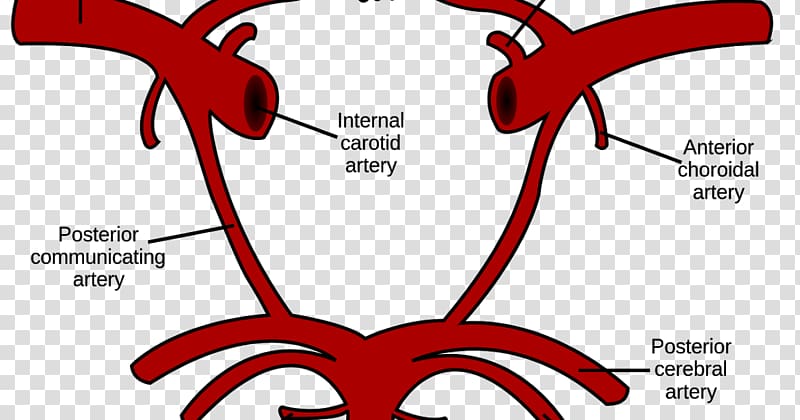 Circle of Willis Internal carotid artery Common carotid artery Vertebral artery, Brain transparent background PNG clipart