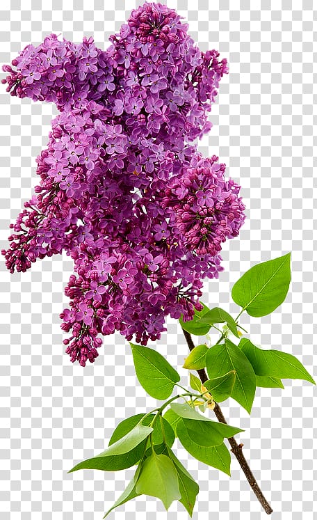 Common lilac , others transparent background PNG clipart