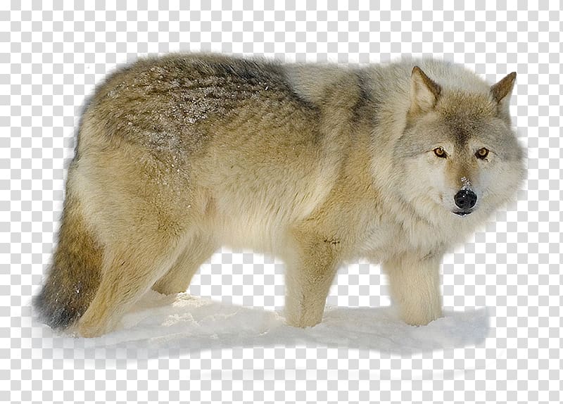 Alaskan tundra wolf Coyote Snout Fur Gray wolf, Nikita transparent ...