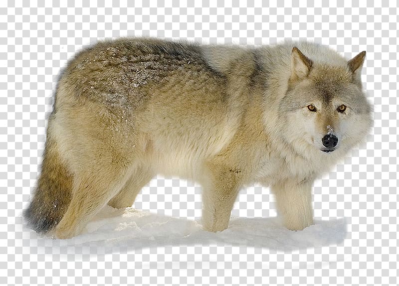 Alaskan tundra wolf Coyote Snout Fur Gray wolf, Nikita transparent background PNG clipart