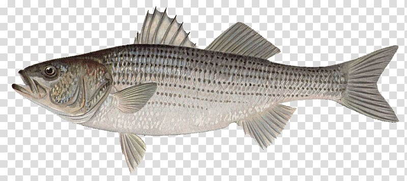 Striped bass Printing Printmaking Art, fish transparent background PNG clipart