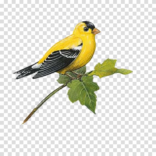 Bird Wall decal European goldfinch American Goldfinch, Bird transparent background PNG clipart