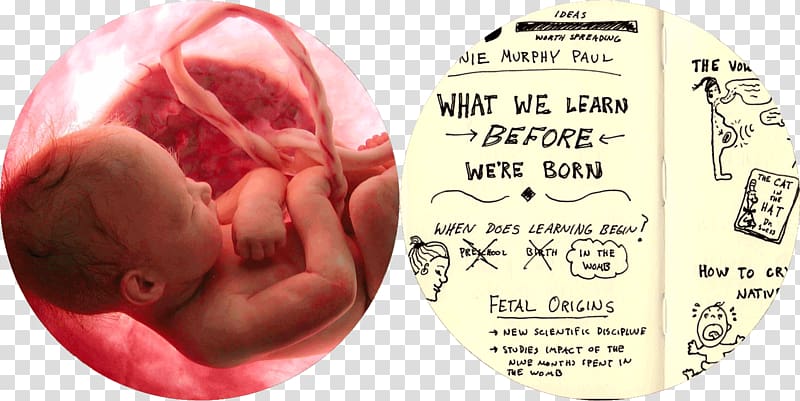 Pregnancy Abortion Child Human embryogenesis God, pregnancy transparent background PNG clipart