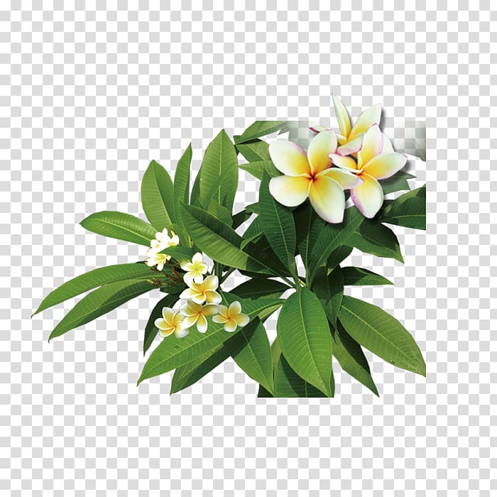 white-and-yellow plumeria flowers illustration, Frangipani Icon, Plant Plumeria transparent background PNG clipart