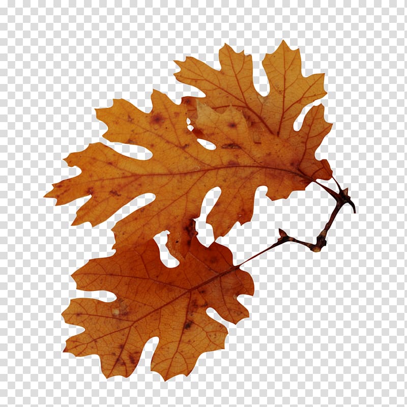 Autumn leaf color Tree American sweetgum Quercus nigra, leaves transparent background PNG clipart