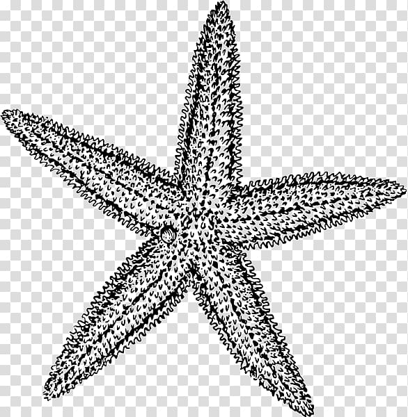 Starfish Drawing , starfish transparent background PNG clipart