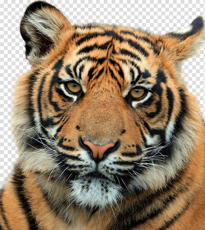 tiger head transparent background PNG clipart