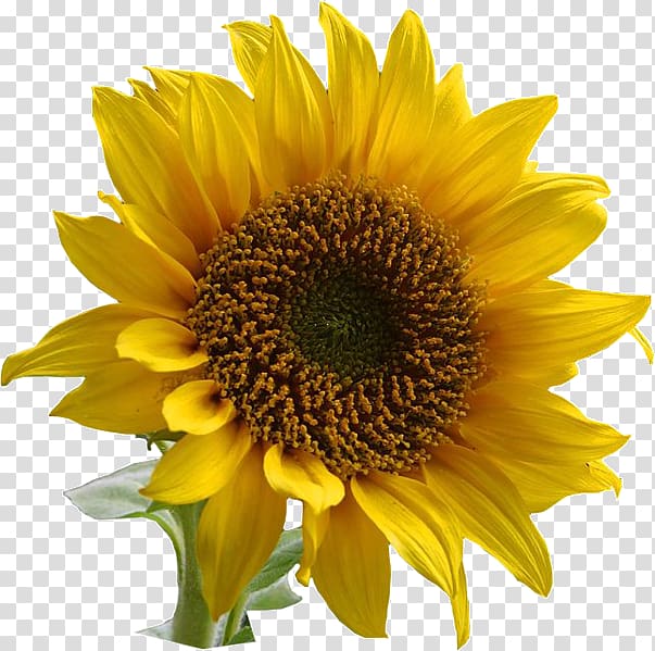 Common sunflower , sunflower border transparent background PNG clipart
