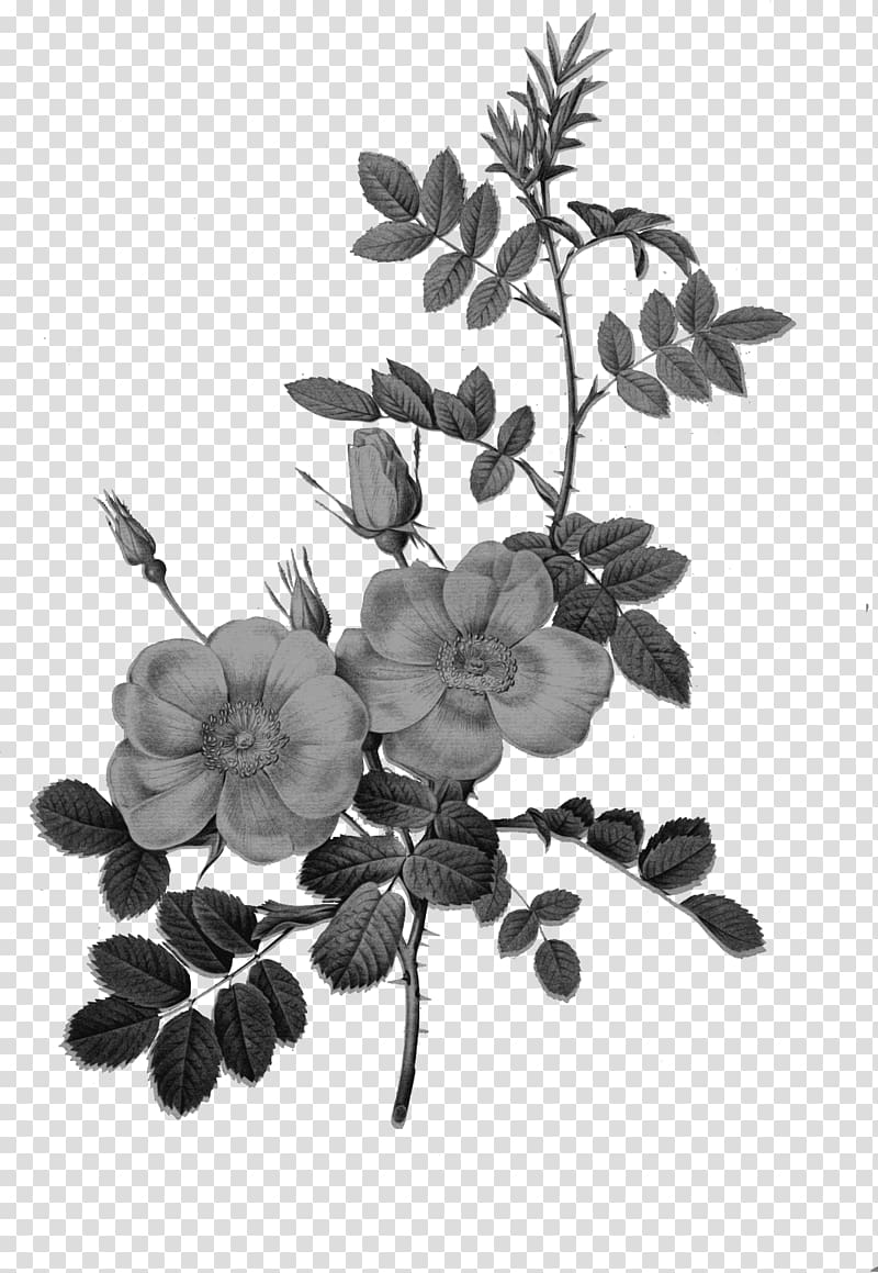 Les roses Botanical illustration Drawing Vintage clothing, antique transparent background PNG clipart