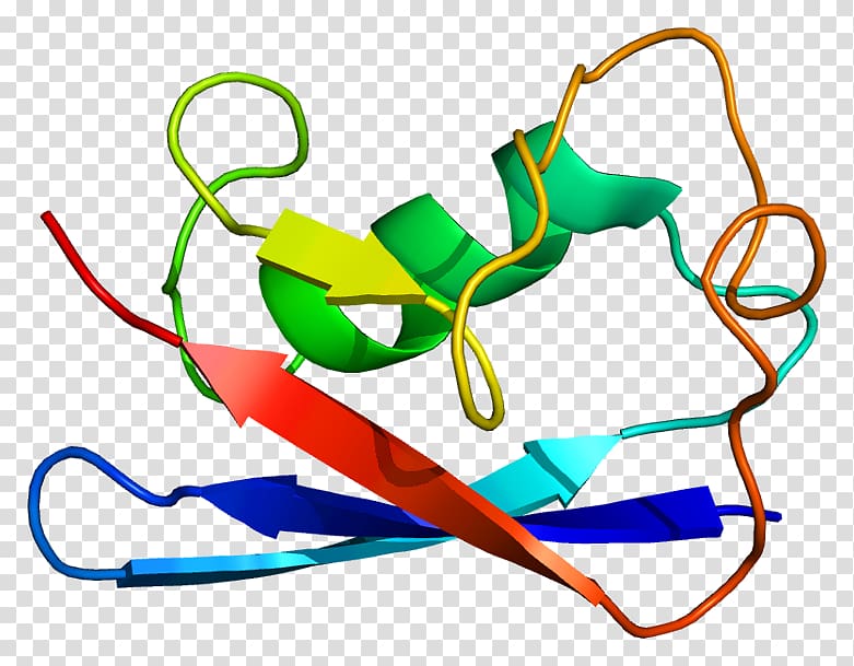 UBL5 Protein Data Bank Ubiquitin Gene, wechat expression 19 0 1 transparent background PNG clipart