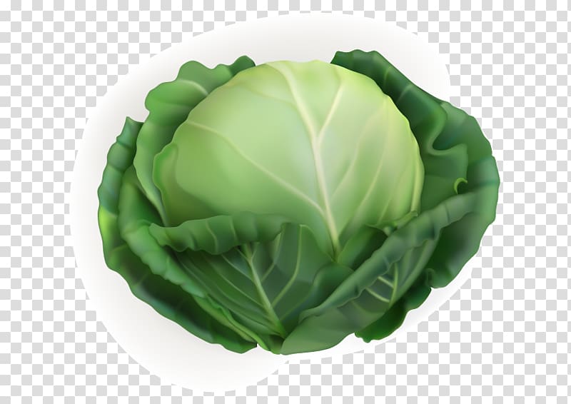 White cabbage Vegetable Chinese cabbage, Cabbage cabbage spinach vegetables transparent background PNG clipart