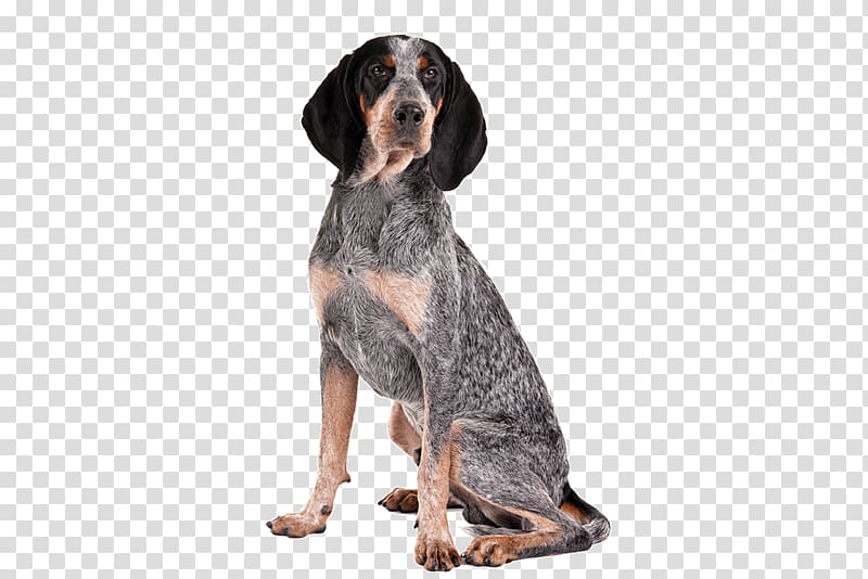 Bluetick Coonhound Treeing Walker Coonhound American English Coonhound Black and Tan Coonhound Redbone Coonhound, invitations appearance transparent background PNG clipart