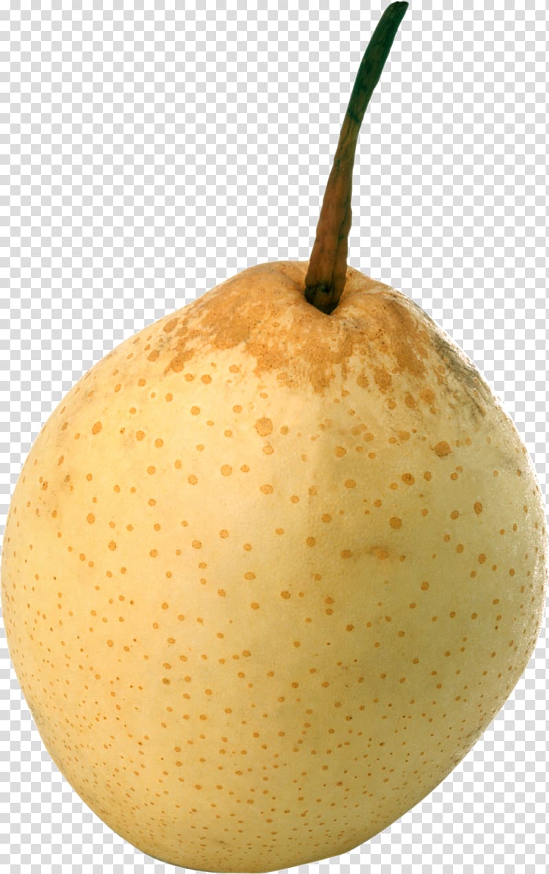 European pear Papa Pear Saga Princeton University Rosaceae, Ripe pear transparent background PNG clipart