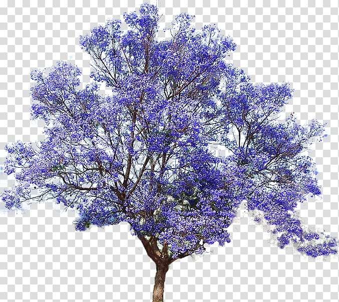 purple flowering tree illustration, Jacaranda mimosifolia Empress tree Seed Bonsai, flower tree transparent background PNG clipart