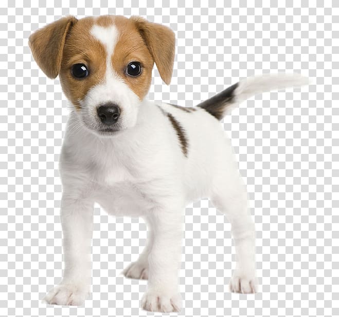 Jack Russell Terrier Parson Russell Terrier Miniature Fox Terrier Bull Terrier, puppy transparent background PNG clipart