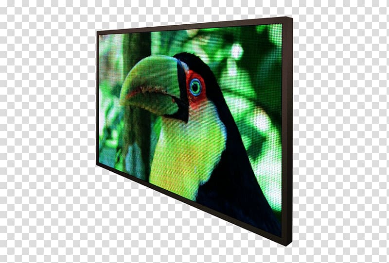 Display device Macaw Frog LED display Information, frog transparent background PNG clipart