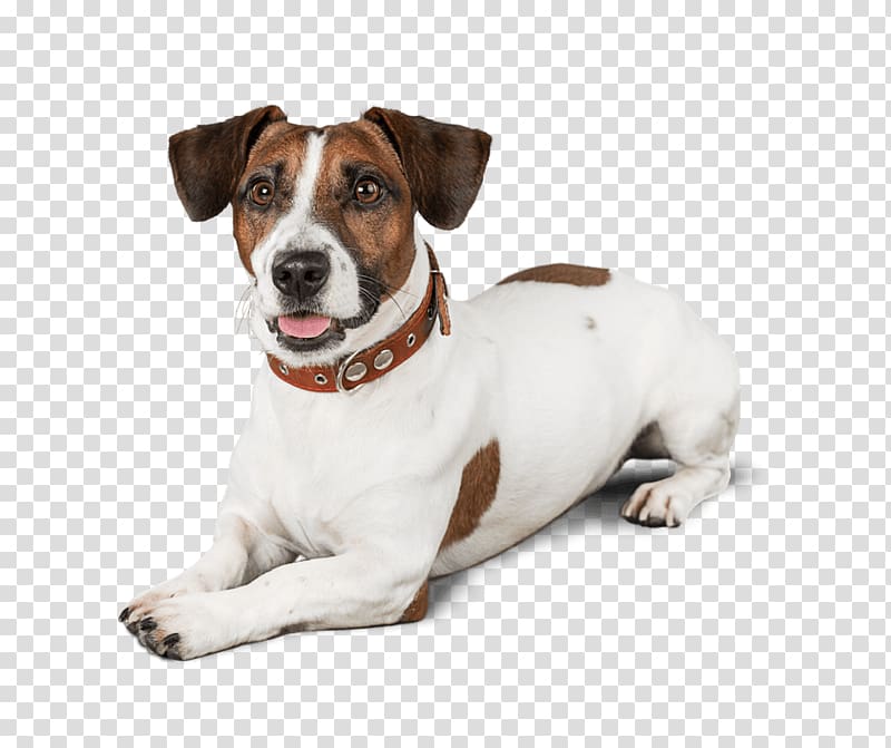 Jack Russell Terrier Dog breed Puppy Danish–Swedish Farmdog Miniature Fox Terrier, puppy transparent background PNG clipart