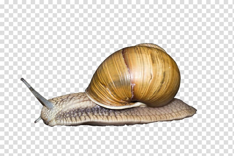 Snail Seashell Gastropod shell Gastropods Animal, Snail transparent background PNG clipart