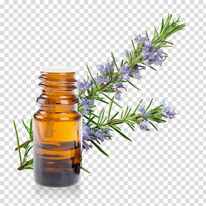 Herb Essential oil Rosemary Extract, oil transparent background PNG clipart
