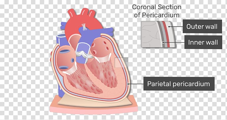 Pericardium Heart Anatomy Pericardial cavity Mediastinum, adipose tissue transparent background PNG clipart