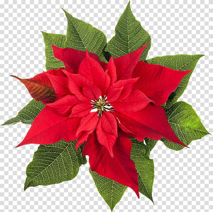 Poinsettia Christmas plants Flower, poinsettia transparent background PNG clipart