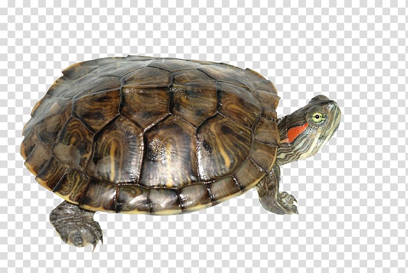 brown turtle, Red-eared slider Turtle Yellow-bellied slider Reptile Pet, Box Turtle transparent background PNG clipart