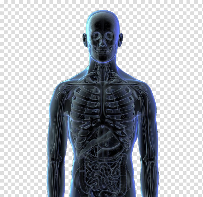Human body Human skeleton Bone Homo sapiens, 3d perspective view of the human body transparent background PNG clipart
