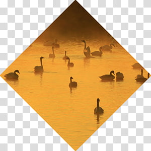 Tōhoku region Bird, spring bird transparent background PNG clipart thumbnail