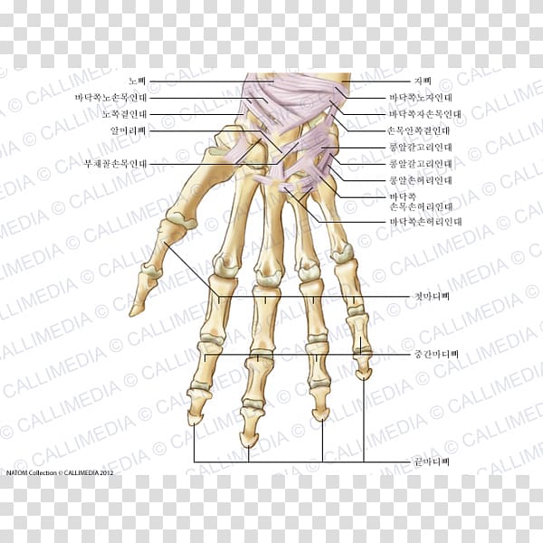 Anatomy Carpal bones Human skeleton Ligament, hand transparent background PNG clipart