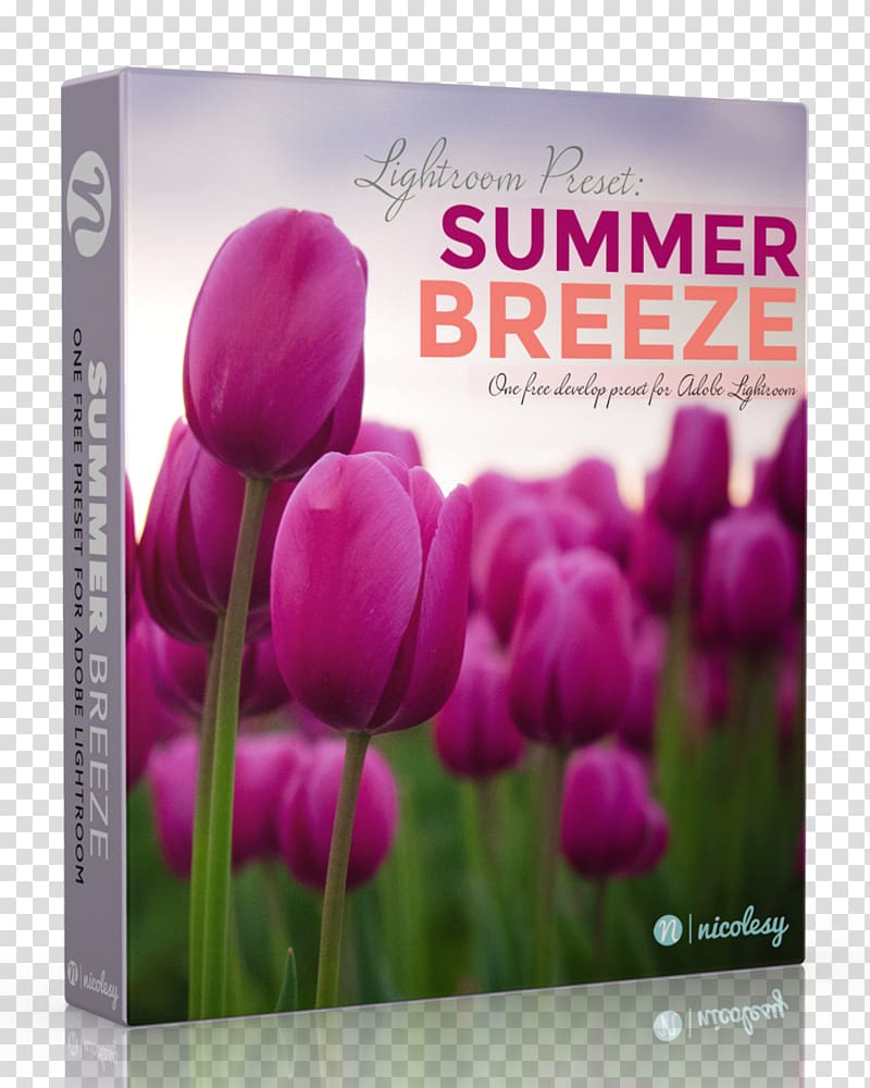 Adobe Lightroom Tulip Printing Summer Breeze Business, tulip transparent background PNG clipart