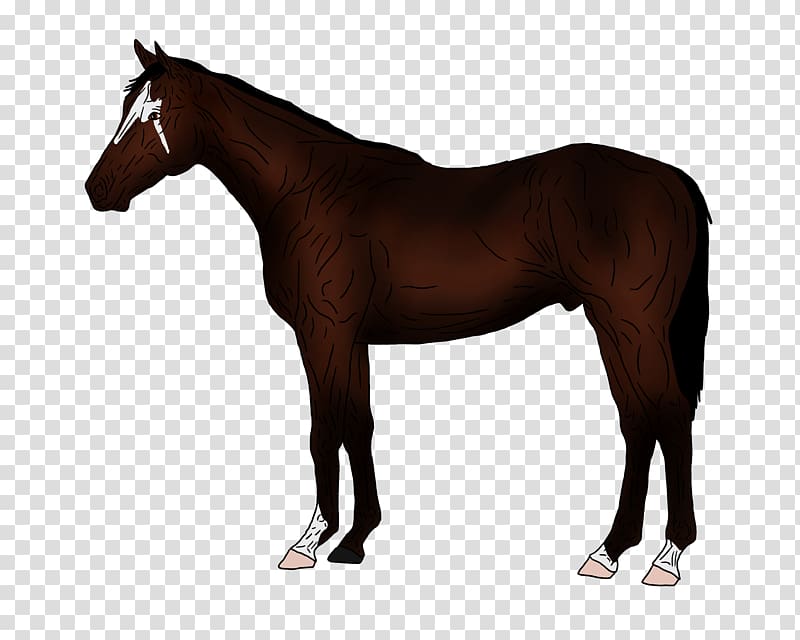 Thoroughbred American Paint Horse American Quarter Horse Stallion Black Forest Horse, Traffic jam transparent background PNG clipart