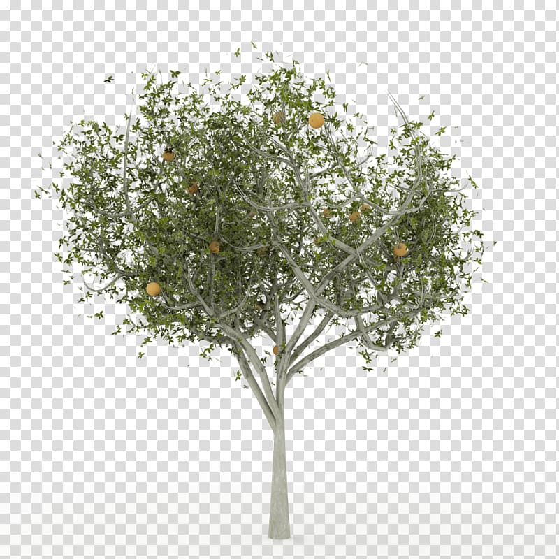 English oak 3D computer graphics Tree 3D modeling, tree transparent background PNG clipart