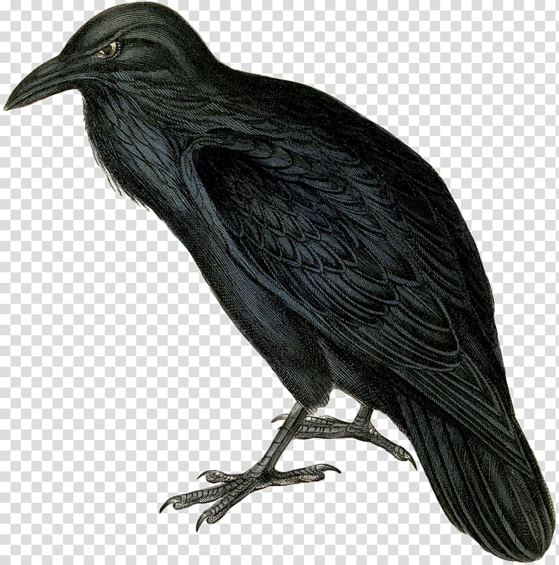 The Raven Common raven , raven transparent background PNG clipart