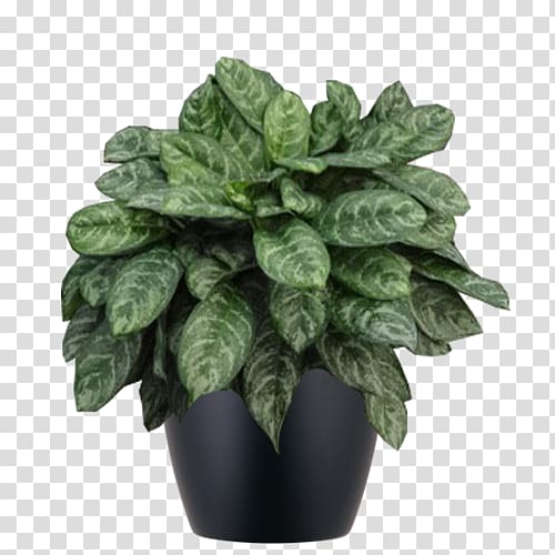 Spring greens Collard greens Flowerpot Chard Herb, office plant transparent background PNG clipart