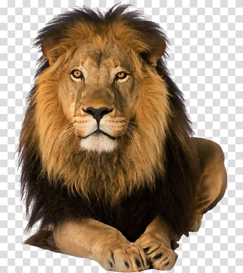 Lion Rosa Fort High School Great Prince of the Forest, lion transparent background PNG clipart