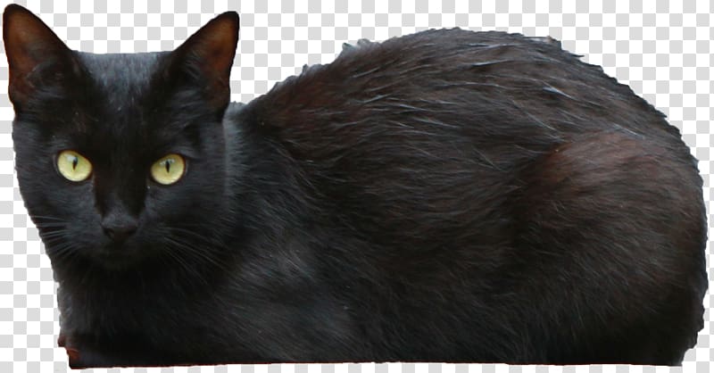 Bombay cat Persian cat Black cat, Black Cat transparent background PNG clipart