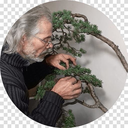 Mistral Bonsai Tree Salon Jean Raymond 8 de Octubre Avenue, tree transparent background PNG clipart