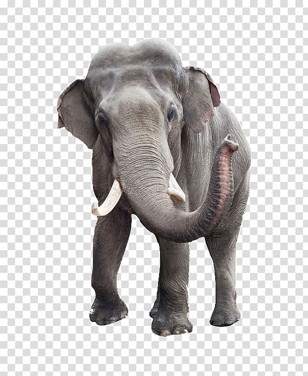 African bush elephant Indian elephant Elephant Head Lodge, Elephant, gray standing elephant transparent background PNG clipart