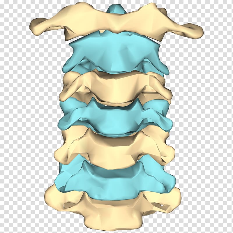 Cervical vertebrae Human vertebral column Neck, Skeleton transparent background PNG clipart