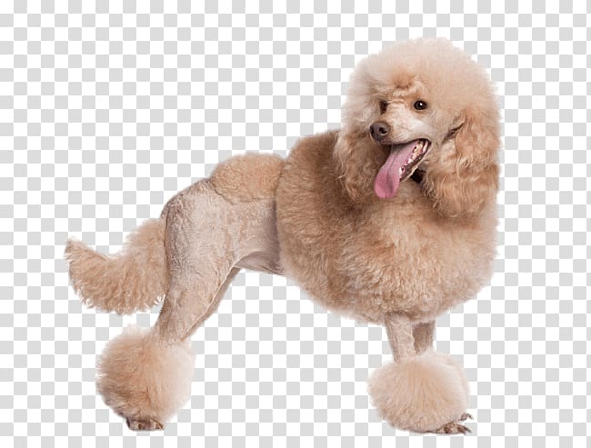 Toy Poodle Standard Poodle Miniature Poodle Dog grooming, hair transparent background PNG clipart