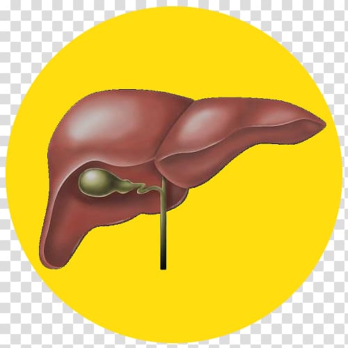 Medicine Naturopathy Alcoholism Disease Hepatitis, liver transparent background PNG clipart