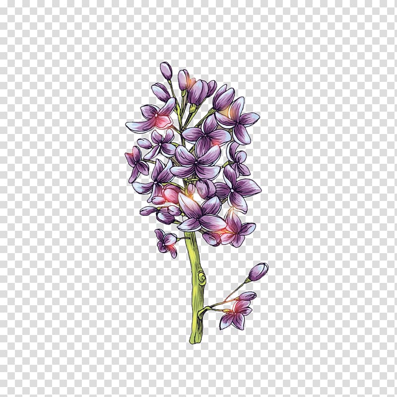 Lilac Syzygium aromaticum Violet, Hand-painted lilac transparent background PNG clipart