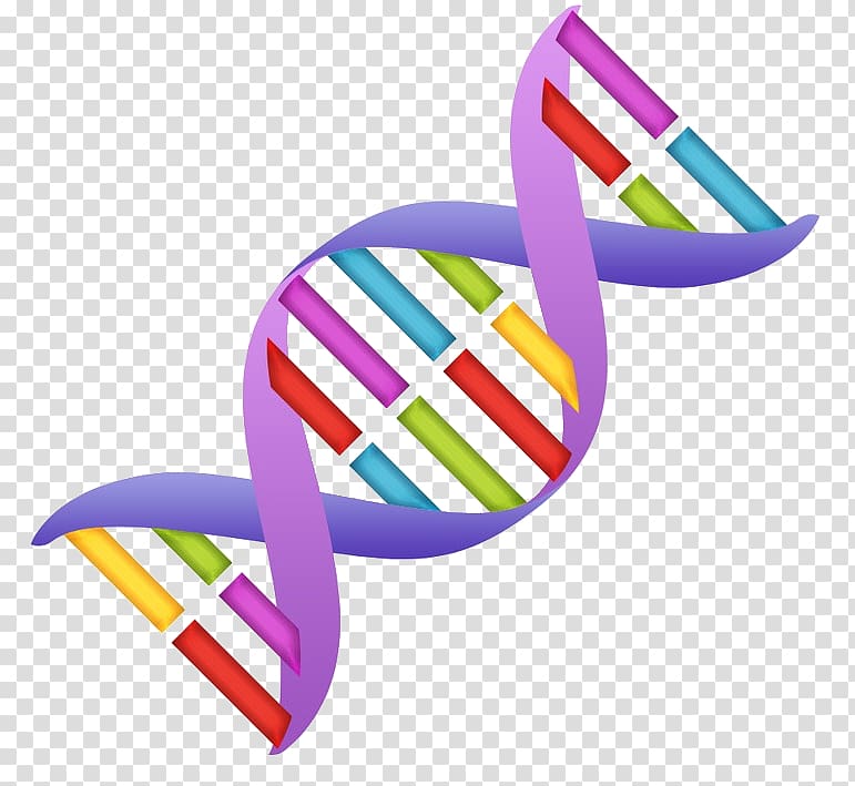 Nucleic acid double helix DNA , others transparent background PNG clipart