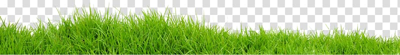 Vetiver Wheatgrass Green Commodity Plant stem, Grass Green Grass transparent background PNG clipart
