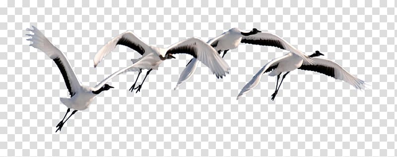 Swan goose Flight Bird Cygnini, swan transparent background PNG clipart