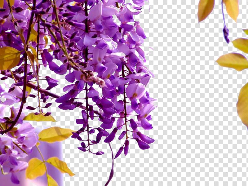 Wisteria Flower Def - Best Flower Wallpaper