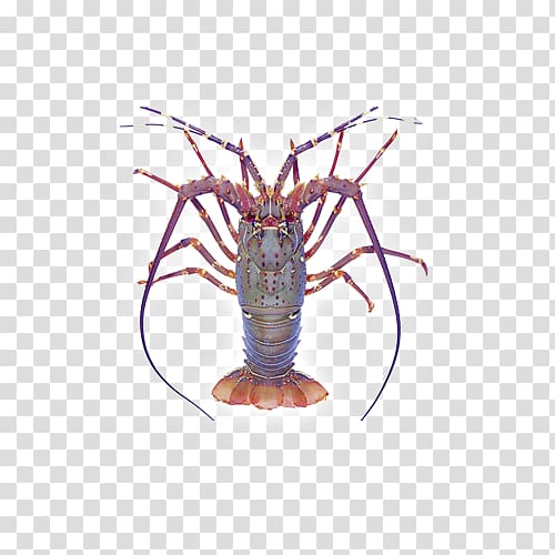 Seafood Crab Crayfish as food Palinurus elephas Lobster, lobster transparent background PNG clipart