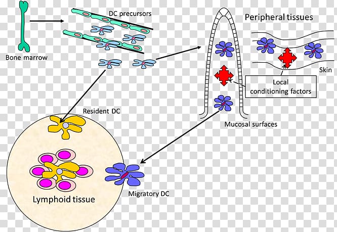 Dendritic cell Dendrite Mucosa-associated lymphoid tissue, transparent background PNG clipart