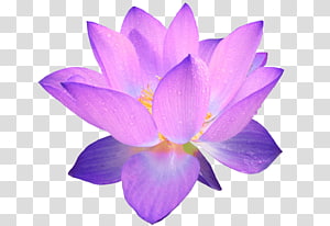 Flower power s, purple petaled flower arrangement transparent ...