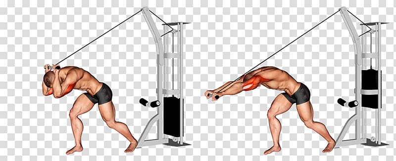Physical fitness Lying triceps extensions Triceps brachii muscle Pulley Exercise, Upper Arm transparent background PNG clipart